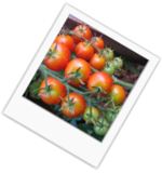 For Tomato Plants