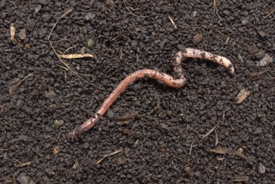 Worm on Worm Castings