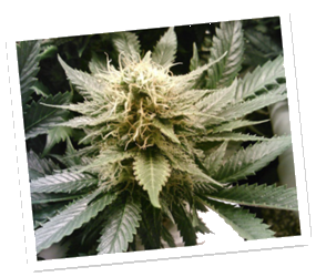 Washington Marijuana Fertilizer