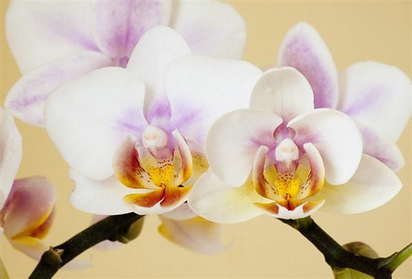 Phaeleonopsis orchids thrive indoors