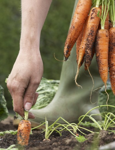 Vermicast Gardener Harvesting Organic Carrots