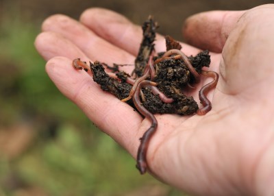 Worms and Worm Castings for Shrubs and Veggies