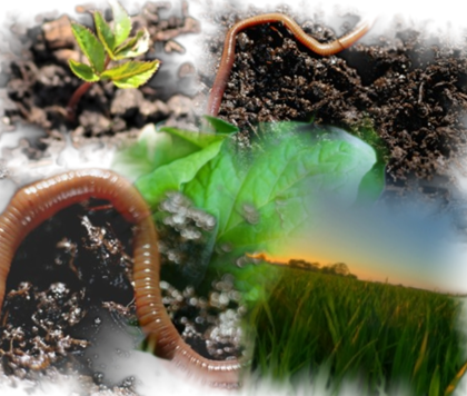 Earthworms are good for gardeners