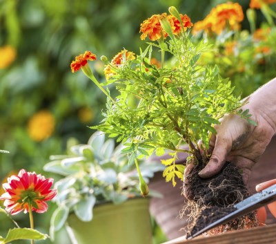 Worm Castings Fertilizing Flowers