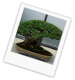 For Bonsai Trees