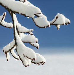 Healthy Winter Plants