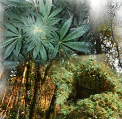 Organic Marijuana Fertilizer