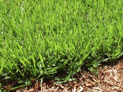 Vermicompost for Grass