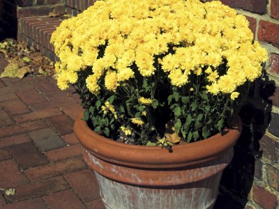 Also makes a great pot fertilizer! Fertilize Your Pot