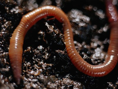 African Night Crawler for Vermicomposting