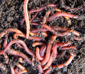 African Night Crawlers Eating Dirt