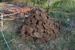 Worm Castings Vs Manure